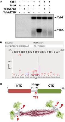 Phosphorylation of the Bacillus subtilis Replication Controller YabA Plays a Role in Regulation of Sporulation and Biofilm Formation